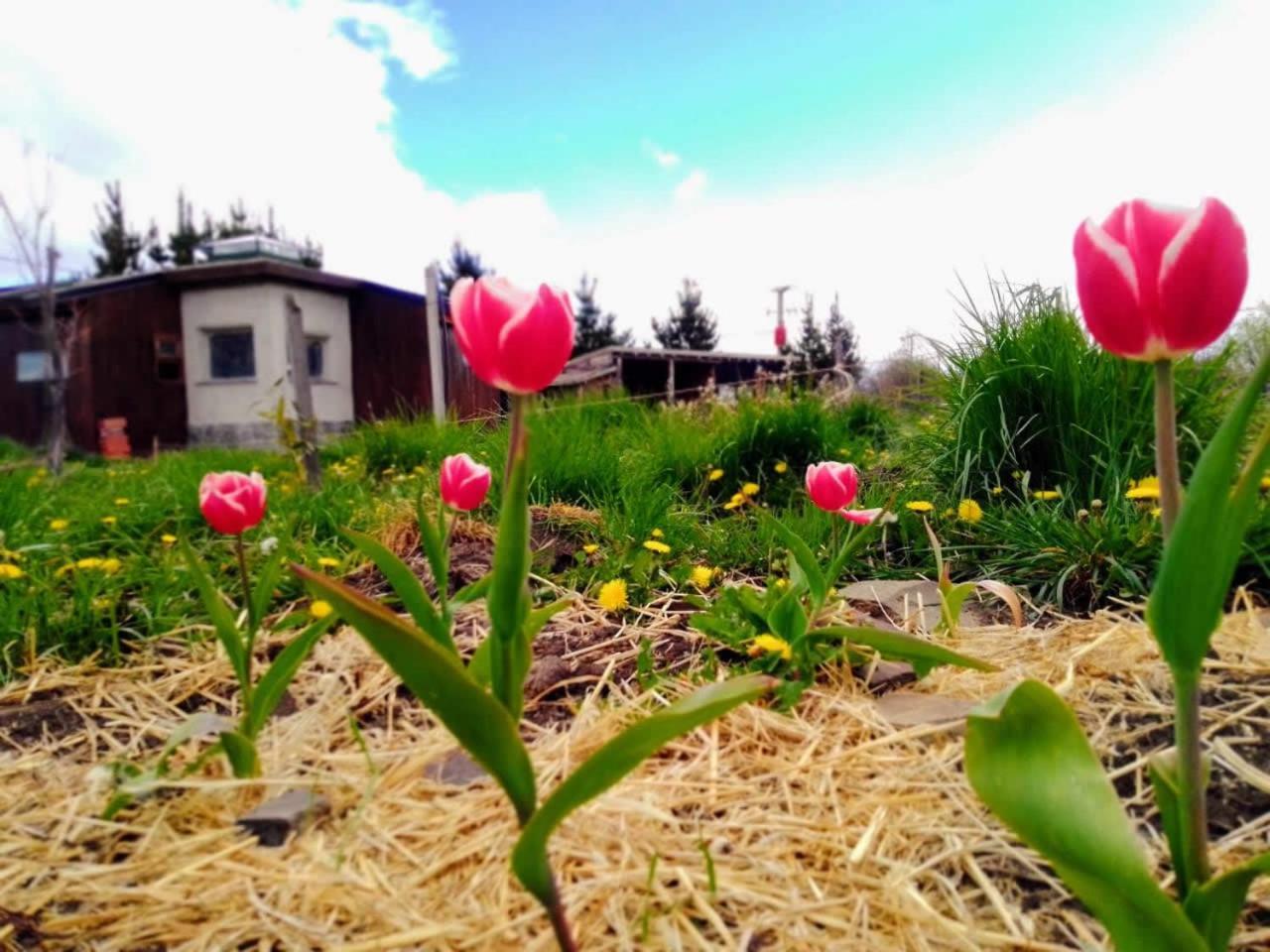 Arriba La Luna - Ecovilla Rural Trevelín Екстериор снимка